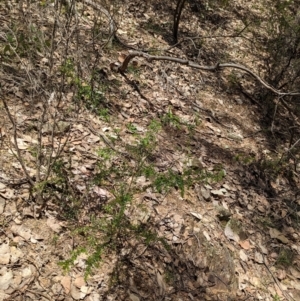 Acacia paradoxa at Coppabella, NSW - suppressed