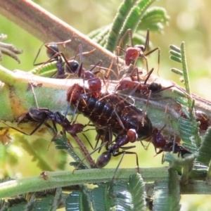 Jalmenus ictinus at Theodore, ACT - 29 Nov 2022