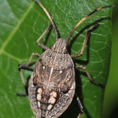 Unidentified Shield, Stink or Jewel Bug (Pentatomoidea) at Melba, ACT - 18 Sep 2022 by naturedude
