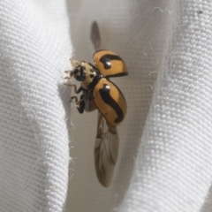 Micraspis frenata (Striped Ladybird) at Higgins, ACT - 29 Nov 2022 by AlisonMilton