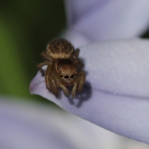 Maratus hesperus at Melba, ACT - 20 Sep 2022 01:17 PM