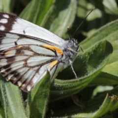 Belenois java (Caper White) at Melba, ACT - 20 Sep 2022 by naturedude