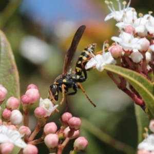 Polistes (Polistes) chinensis at Melba, ACT - 20 Sep 2022