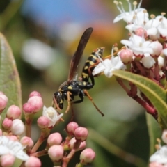 Polistes (Polistes) chinensis (Asian paper wasp) at Melba, ACT - 20 Sep 2022 by naturedude