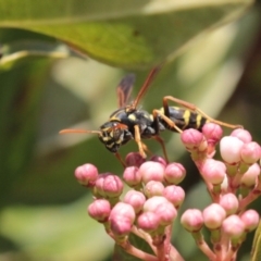 Polistes (Polistes) chinensis at Melba, ACT - 20 Sep 2022