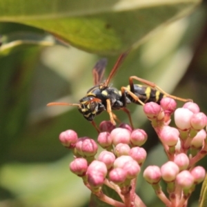 Polistes (Polistes) chinensis at Melba, ACT - 20 Sep 2022