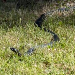 Pseudechis porphyriacus (Red-bellied Black Snake) at Penrose, NSW - 28 Nov 2022 by Aussiegall