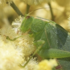 Caedicia simplex (Common Garden Katydid) at Higgins, ACT - 29 Nov 2022 by AlisonMilton