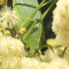 Caedicia simplex at Higgins, ACT - 29 Nov 2022 11:37 AM