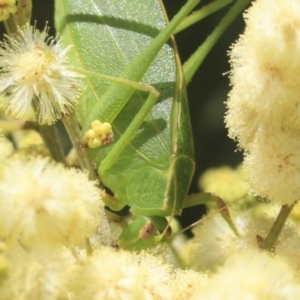 Caedicia simplex at Higgins, ACT - 29 Nov 2022 11:37 AM