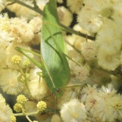 Caedicia simplex at Higgins, ACT - 29 Nov 2022 11:37 AM