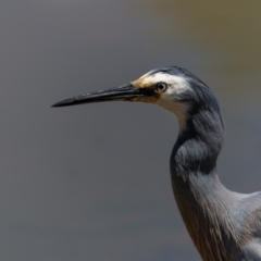 Egretta novaehollandiae at Pialligo, ACT - 28 Nov 2022