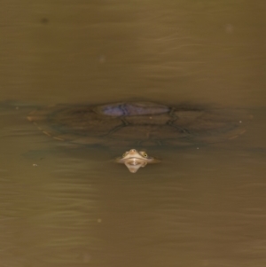 Chelodina longicollis at Pialligo, ACT - 28 Nov 2022