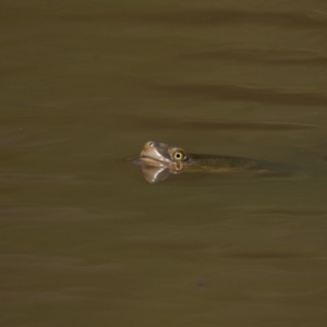 Chelodina longicollis at Pialligo, ACT - 28 Nov 2022