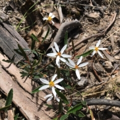 Olearia erubescens (Silky Daisybush) at Rendezvous Creek, ACT - 29 Nov 2022 by LOz