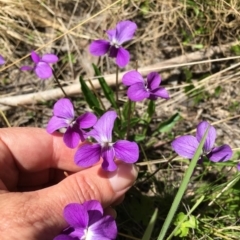 Viola betonicifolia (Mountain Violet) at Rendezvous Creek, ACT - 29 Nov 2022 by LOz