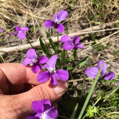 Viola betonicifolia (Mountain Violet) at Rendezvous Creek, ACT - 29 Nov 2022 by LOz