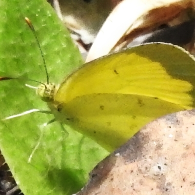 Eurema smilax (Small Grass-yellow) at Lower Cotter Catchment - 29 Nov 2022 by JohnBundock