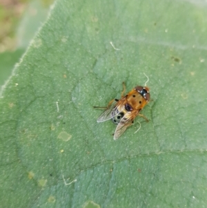 Austalis pulchella at Kambah, ACT - 29 Nov 2022 06:50 PM