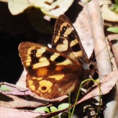 Argynnina cyrila (Forest brown, Cyril's brown) at Namadgi National Park - 29 Nov 2022 by JohnBundock