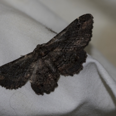 Melanodes anthracitaria (Black Geometrid) at Higgins, ACT - 14 Nov 2022 by AlisonMilton