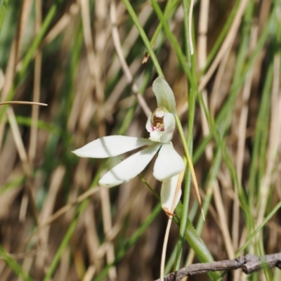 Caladenia carnea (Pink Fingers) at Cotter River, ACT - 28 Nov 2022 by RAllen