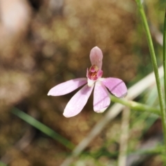 Caladenia carnea (Pink Fingers) at Cotter River, ACT - 28 Nov 2022 by RAllen