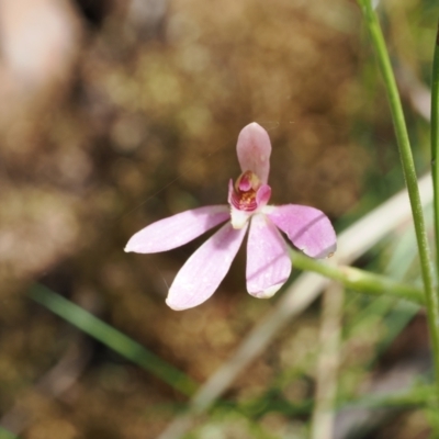 Caladenia carnea (Pink Fingers) at Lower Cotter Catchment - 28 Nov 2022 by RAllen