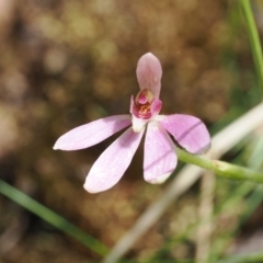 Caladenia carnea at Cotter River, ACT - suppressed