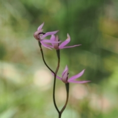 Caladenia congesta (Pink Caps) at Cotter River, ACT - 29 Nov 2022 by RAllen