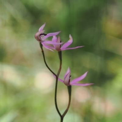 Caladenia congesta (Pink Caps) at Lower Cotter Catchment - 29 Nov 2022 by RAllen