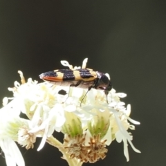 Castiarina interstitialis (A jewel beetle) at Namadgi National Park - 29 Nov 2022 by RAllen