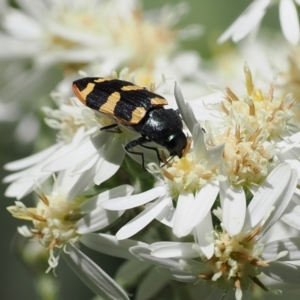 Castiarina interstitialis at Cotter River, ACT - 29 Nov 2022