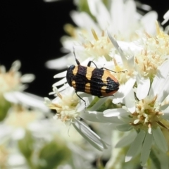 Castiarina interstitialis at Cotter River, ACT - 29 Nov 2022