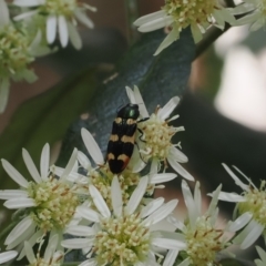 Castiarina interstitialis at Cotter River, ACT - 29 Nov 2022