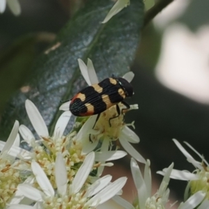 Castiarina interstitialis at Cotter River, ACT - 29 Nov 2022