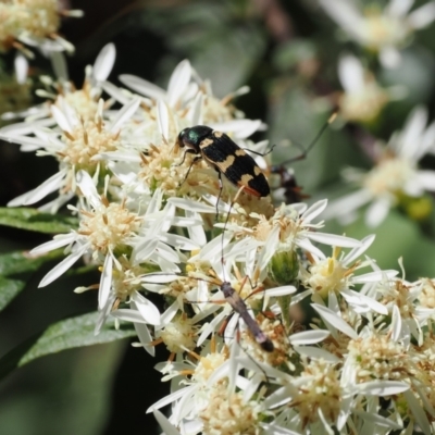 Castiarina interstitialis (A jewel beetle) at Namadgi National Park - 29 Nov 2022 by RAllen