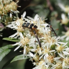 Castiarina interstitialis at Cotter River, ACT - 29 Nov 2022