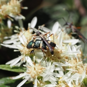 Castiarina interstitialis at Cotter River, ACT - 29 Nov 2022