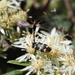 Castiarina interstitialis at Cotter River, ACT - 29 Nov 2022