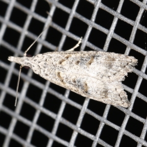 Carposina (genus) at O'Connor, ACT - 28 Nov 2022 09:02 PM