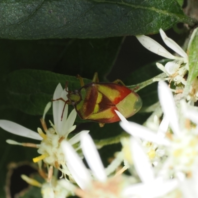 Stauralia sp. (genus) (False stink bug) at Namadgi National Park - 29 Nov 2022 by RAllen