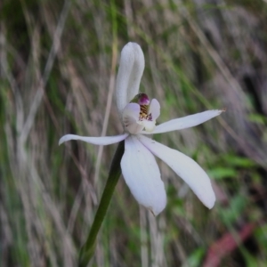 Caladenia carnea at Cotter River, ACT - 29 Nov 2022