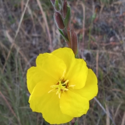 Oenothera stricta subsp. stricta (Common Evening Primrose) at Conder, ACT - 29 Nov 2022 by MichaelBedingfield