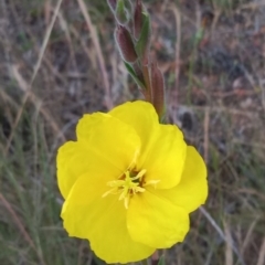 Oenothera stricta subsp. stricta (Common Evening Primrose) at Conder, ACT - 29 Nov 2022 by michaelb