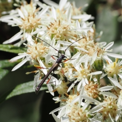 Enchoptera apicalis (Longhorn beetle) at Namadgi National Park - 29 Nov 2022 by RAllen