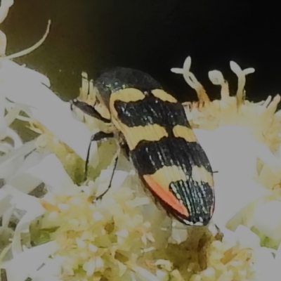 Castiarina interstitialis (A jewel beetle) at Cotter River, ACT - 29 Nov 2022 by JohnBundock