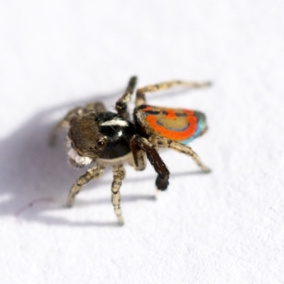 Maratus pavonis (Dunn's peacock spider) at Higgins, ACT - 6 Nov 2022 by AlisonMilton