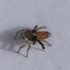 Maratus pavonis at Higgins, ACT - 6 Nov 2022