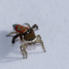 Maratus pavonis at Higgins, ACT - 6 Nov 2022